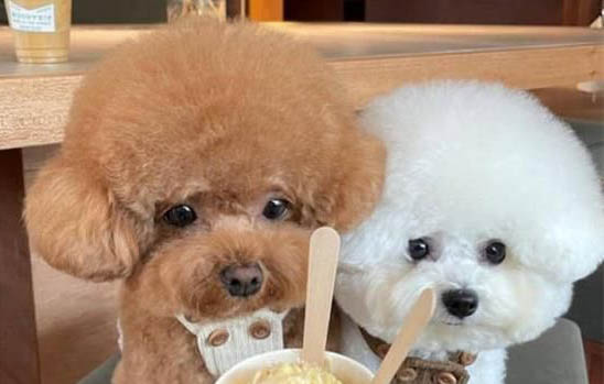 比熊狗不能吃什么食物