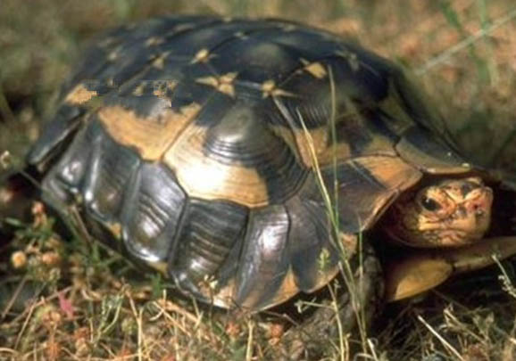 四爪陆龟雌雄如何辨别