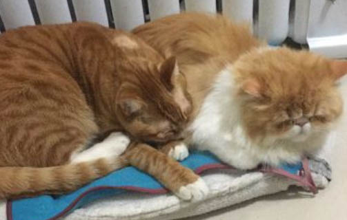 颗粒干猫粮怎么自制,自制颗粒猫粮简单方法