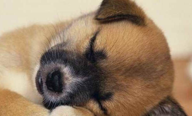 中华田园犬可以办狗证吗