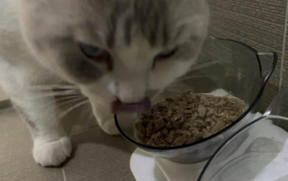 6个月的小猫一直叫是怎么回事
