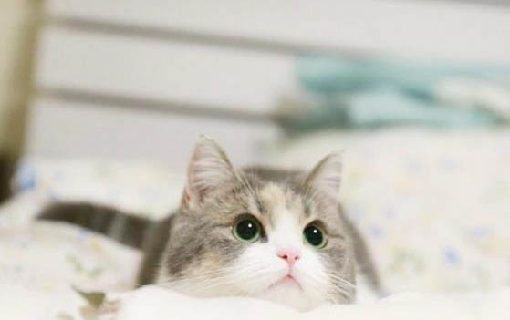 2个月的小猫吐了是什么原因引起的