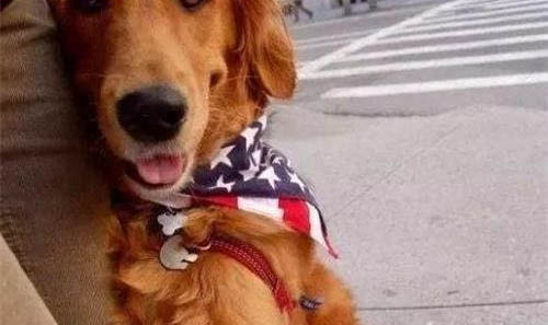 怎么辨别小金毛犬是不是纯种