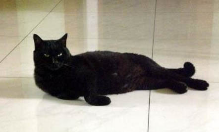 玄猫和黑猫有什么区别