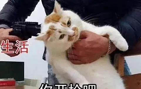 小猫一般几个月做绝育手术好