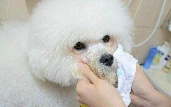 狗狗突然呕吐站不起来是怎么回事