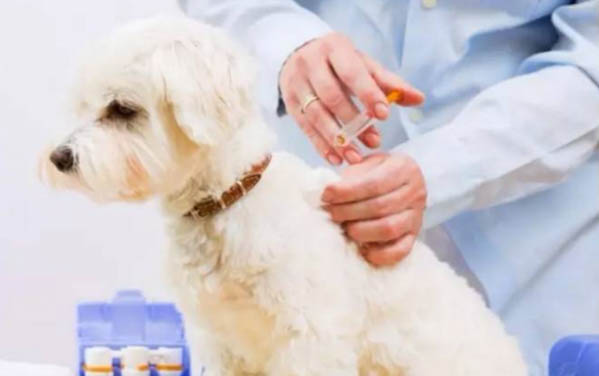幼犬犬粮要泡多久？