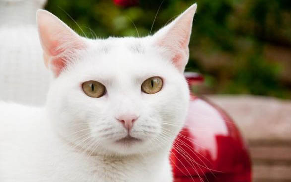 猫咪眼睛充血可以自愈吗