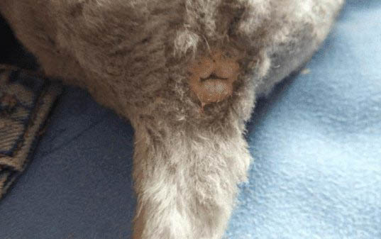 猫咪在床上拉屎很臭怎么回事