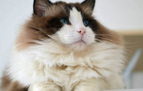 沙漠猫如何繁殖多久