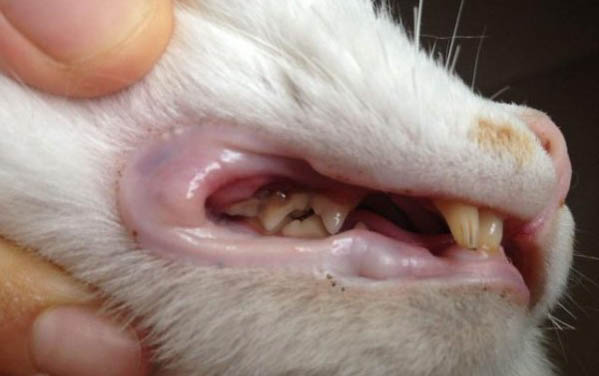 小猫鼻子不通气呼哧呼哧的怎么回事