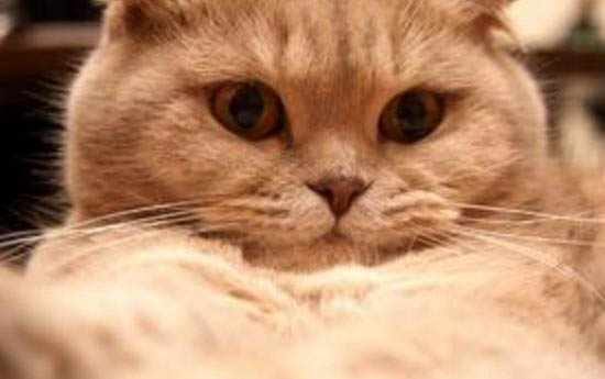 苏格兰折耳猫有基因缺陷吗