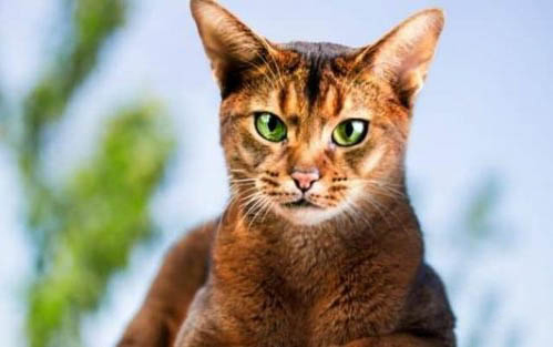 猫咪嘴巴腥臭流血怎么办