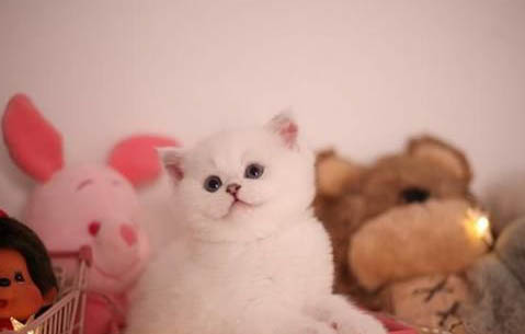 渐层幼猫多少钱