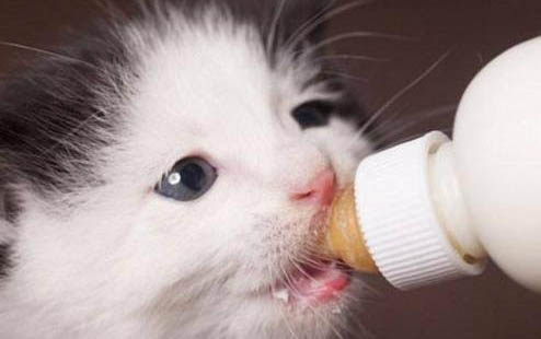 猫一直不停的叫是什么原因