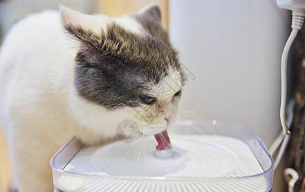 猫做绝育前后注意事项有哪些
