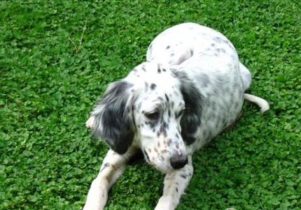 爱尔兰红白雪达犬为何会身体发抖?