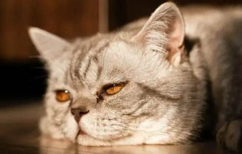 猫爪子肿了能自愈吗?