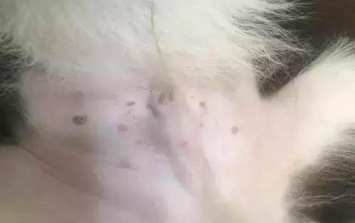 比熊三个月一般如何喂养
