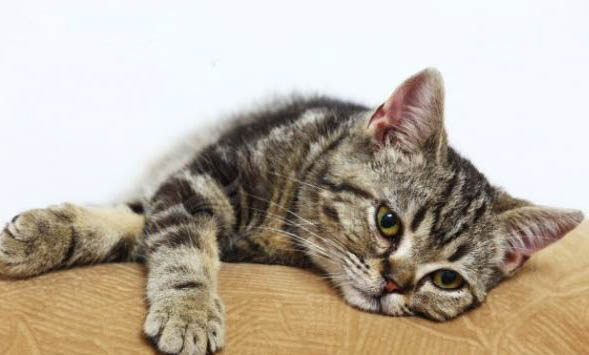 猫体温升高是怎么回事