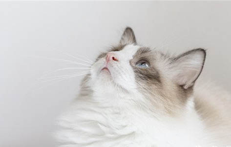 小猫不吃奶粉怎么办