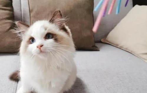 猫咪怎么样才会传染寄生虫给人呢