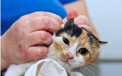 猫咪得了传腹还能活多久啊