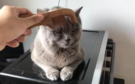 小猫为什么一直流眼泪还有眼屎