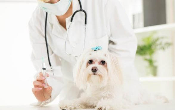 犬瘟热的治疗方法