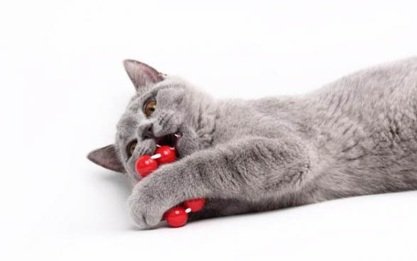 猫咪总是流眼泪是怎么回事