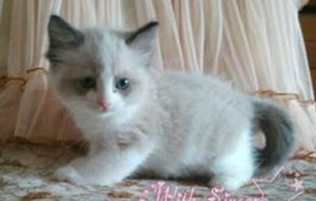 小猫眼圈红是怎么回事