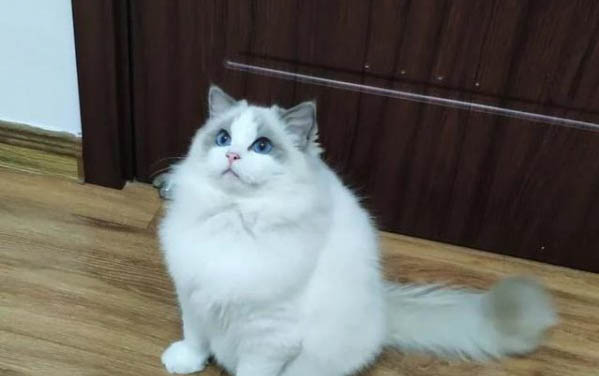 猫膀胱炎尿血该怎么治疗
