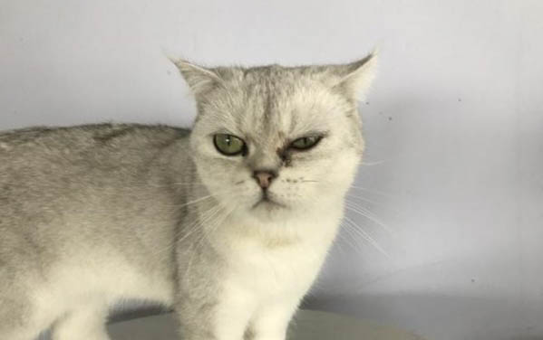 猫生产前粘稠液体多久生产?猫生产前流红色分泌物怎么回事
