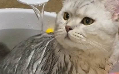小猫受凉呕吐完断食多久