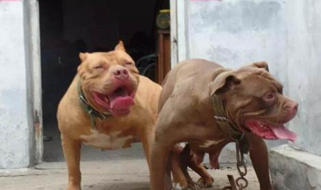 美国比特犬适合家养吗
