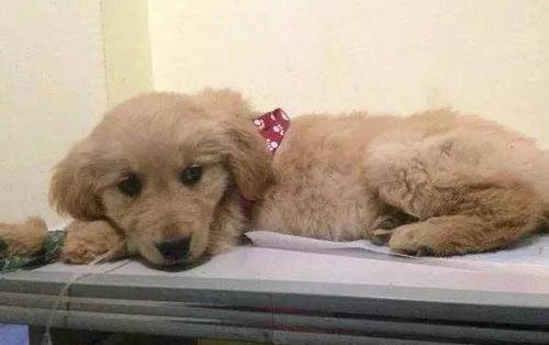 狗狗为什么总是要拉肚子呢