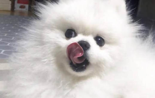 腿短的狗狗品种大全 毛茸茸的小短腿狗是什么