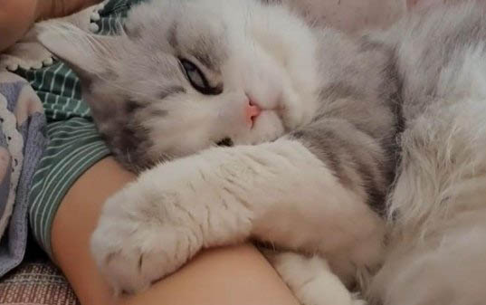 猫咪神经受损后腿站不起来怎么回事