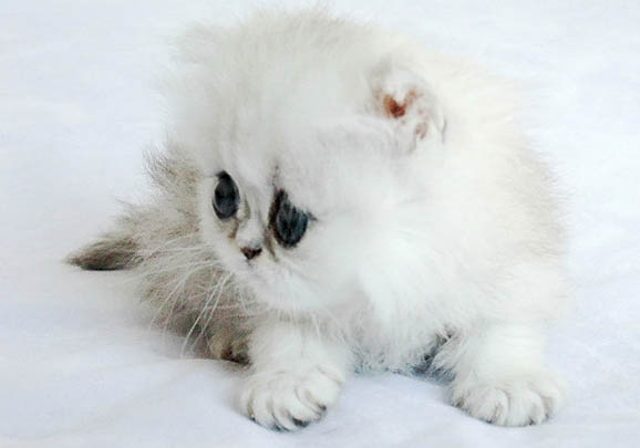金吉拉猫多少钱一只
