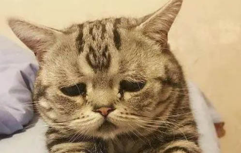 猫鼻支治疗多久能好