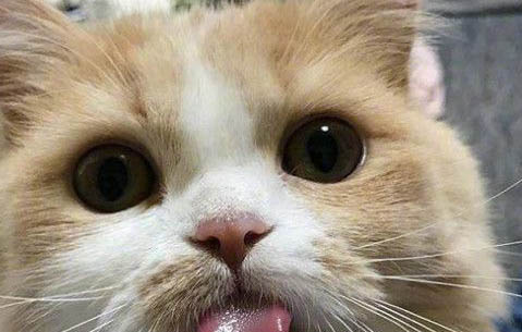 猫咪为何突然变得有攻击性?如何处理及注意事项