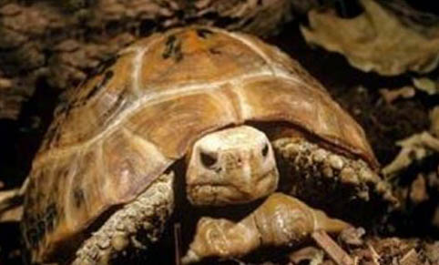 陆龟晒太阳晒多久