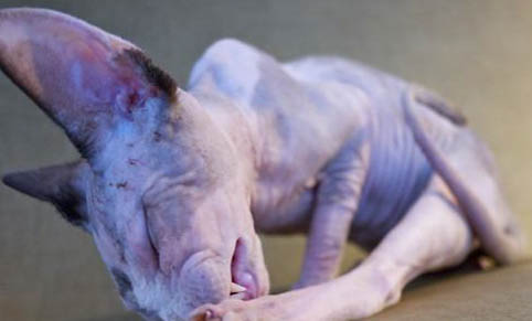 猫咪坠楼会立即死亡吗