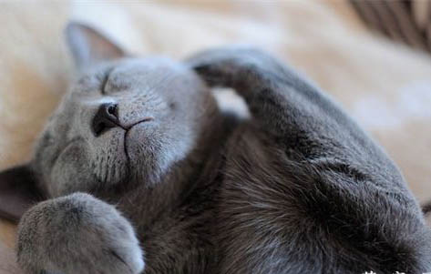 猫瘟多久能养第二只猫