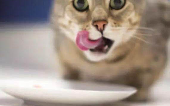 小猫拉肚子