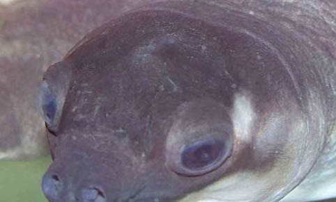 宠物龟休眠应注意什么 冬眠居所准备