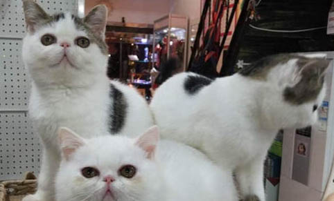 几个月的猫咪可以喂鱼油