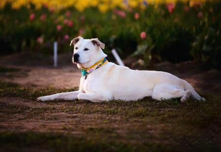 狗狗总是咬坏自己睡觉的垫子