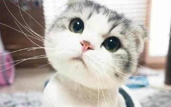 猫咪精神好但是不吃饭怎么办