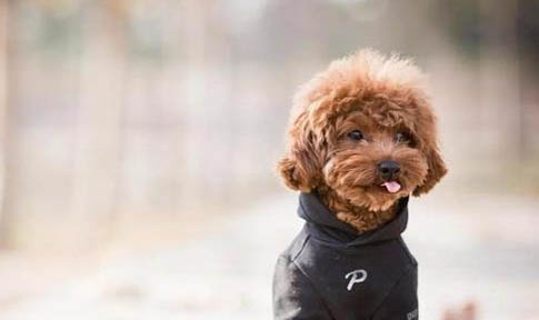 狗狗细小初期症状有哪些